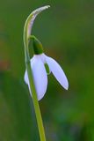 Harbinger of Spring