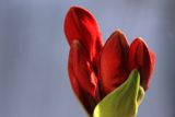 Slowly Unfolding