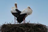 Valentine Storks