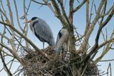 Great Blue Herons