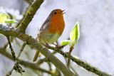 Red Robin singing in Spring