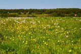May Field
