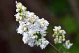 Lilac Mme. Lemoinex