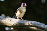 European Goldfinch 