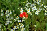 Chamomile and Poppy