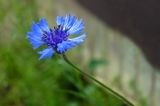 Corn Flower Blue