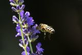 Bee heading for Lavender
