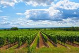Vineyards in Summer