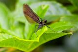 Beautiful Demoiselle (Female)
