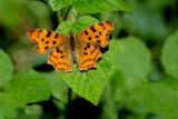 Comma 