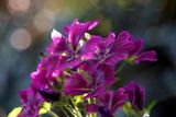 Wild Mauve