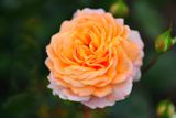 Fragrance of Summer