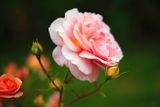 Fragrance of Summer