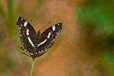 Map Butterfly (Summer Version)