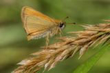Essex Skipper 