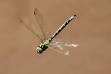 Southern Hawker