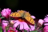 Wall Brown Butterfly