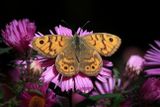 Wall Brown Butterfly