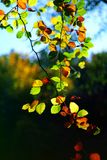 Autumn Leaves