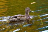 Lady Mallard at the Lake