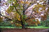 Protected Old Tree