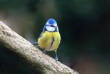Blue Tit 