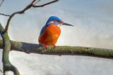 Kingfisher (Eisvogel)