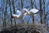 Checking on the Eggs