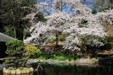Japanese Garden with Teahouse