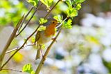 Red Robin 