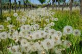 Seeded dandelions in the Vineyard