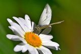 Cabbage White on Daisy
