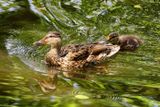 Mom Mallard and little One