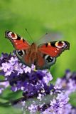 Peacock  on our Lilac