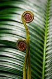 Unfurling