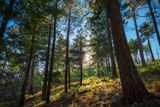 Enchanted Wood