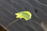 0381_R5_12857.JPG