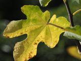 047_OM110292.JPG