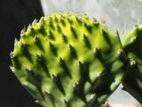 M_0420_OM110288.JPG