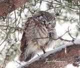 Nyctale de Tengmalm   ( Boreal Owl