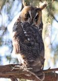 Hibou Moyen - Duc / Long - eared - Owl
