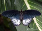  Papillons en fte 