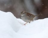 White Throated Sparrow