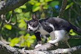 Dennis in Tree