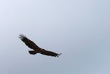 IMG_2036.JPG