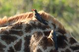 IMG_2129.JPG