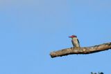 IMG_3014.JPG