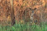 IMG_2555.JPG