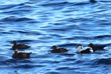 IMG_6334.JPG