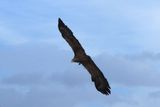 IMG_6133.JPG